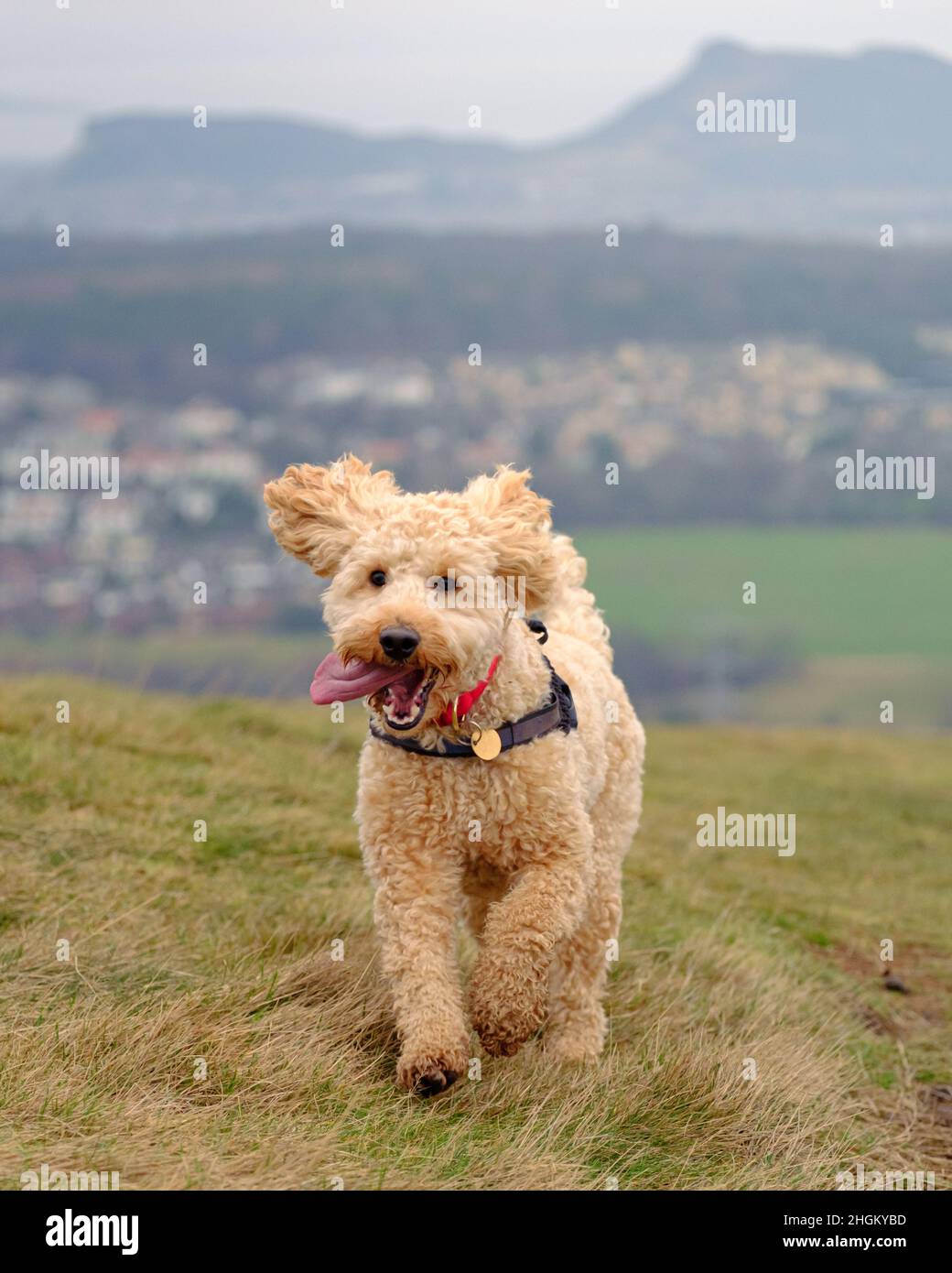 Cockapoo cane giocare in campo collinare Foto Stock