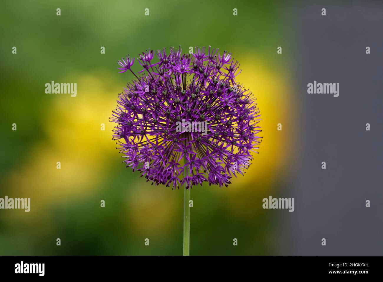 Allium nigrum, infiorescenza di un aglio nero viola Foto Stock