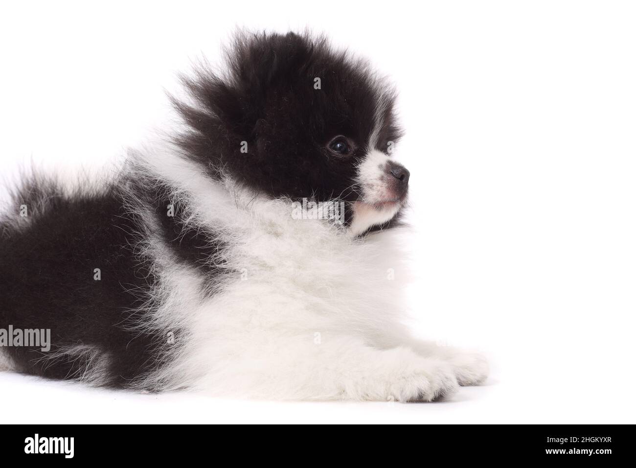 carino cucciolo spitz piccolo primo piano Foto Stock