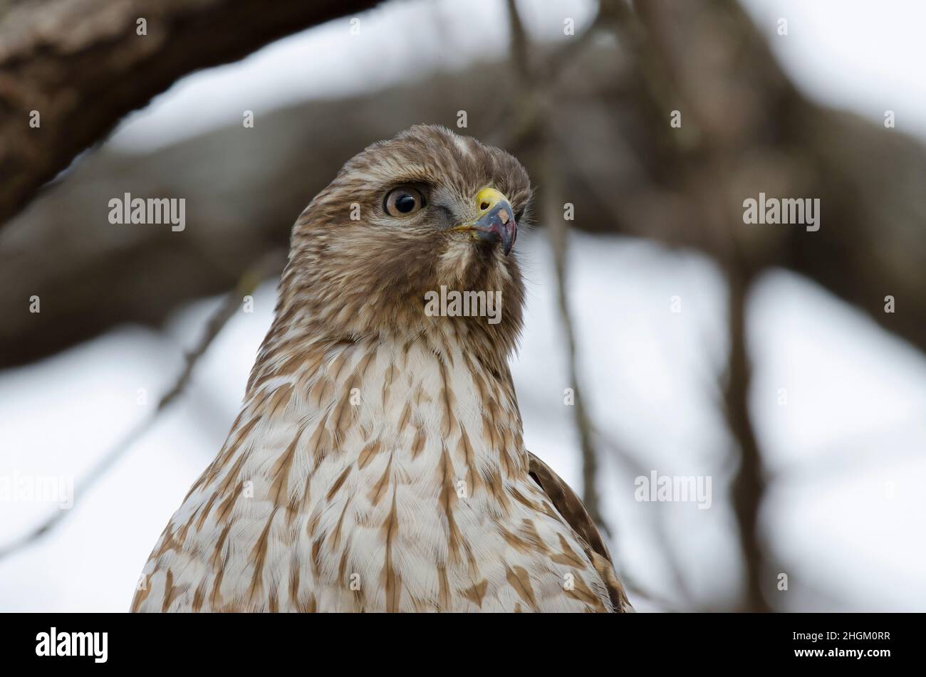 Falco a spalla rossa, Buteo lineatus, ritratto immaturo Foto Stock