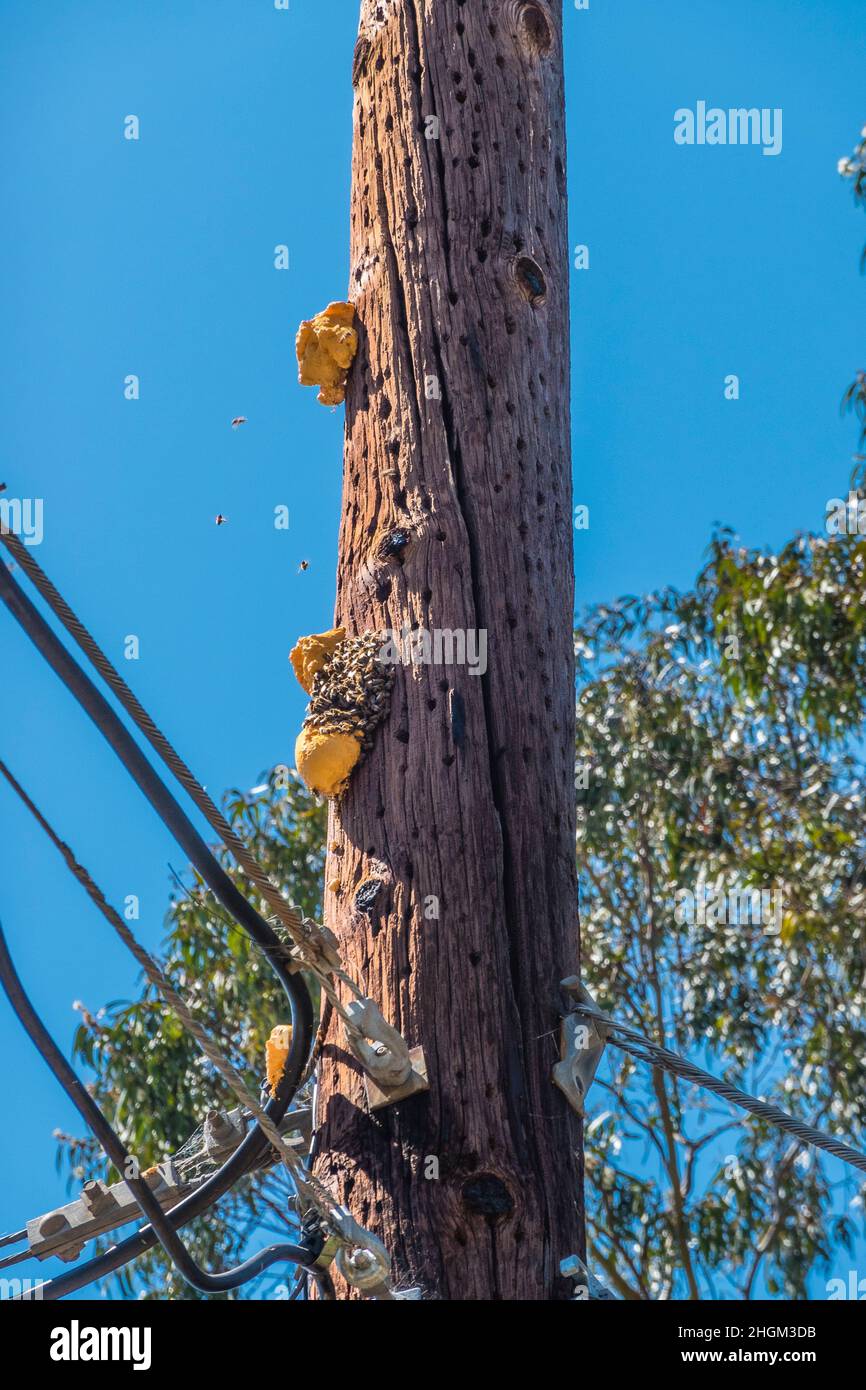 Nido d'ape appeso su un palo del telefono Foto Stock