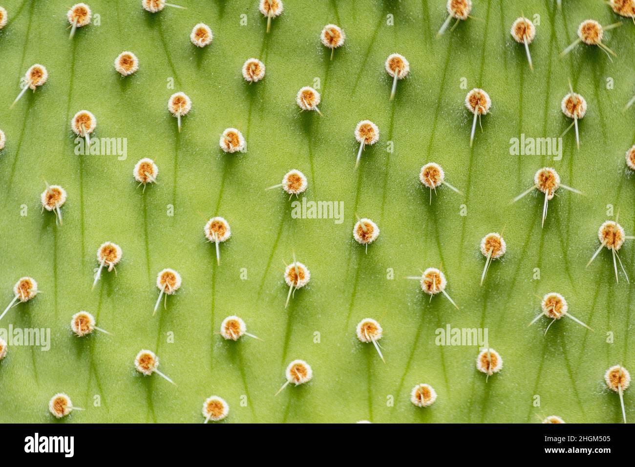 Coltivazione selvaggia comunemente chiamato Prickly pera cactus pianta, specie Opuntia, primo piano sfondo. Si diffonde in grandi colonie, essendo considerato un'intra Foto Stock