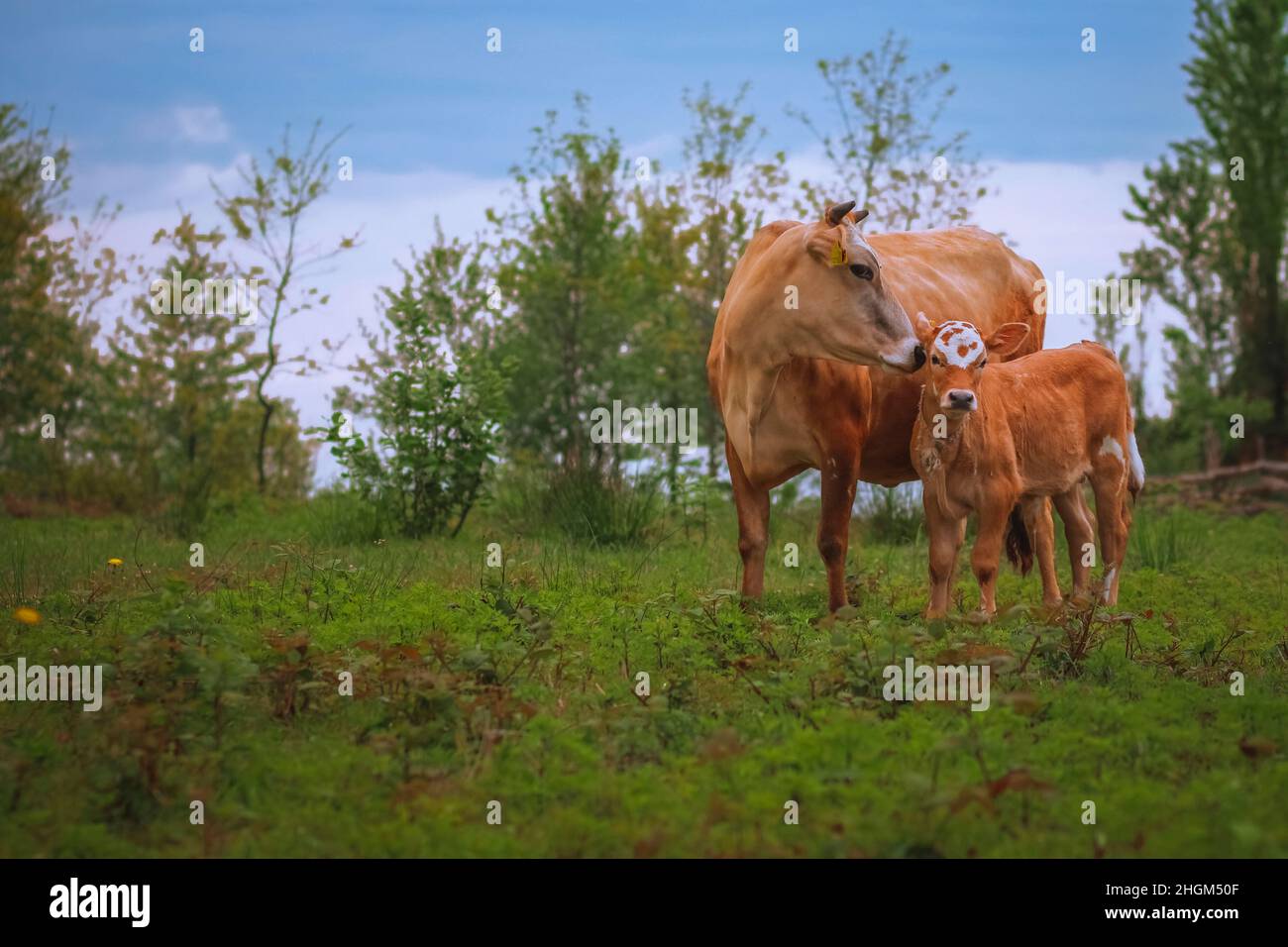 Mucca coccolare un altro vitello in un pascolo innamorato a Rize, Trabzon, campagna della Turchia Foto Stock