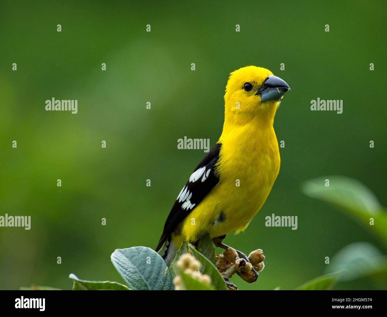 Primo piano di un uccello giallo dorato (Pheucticus chrysogaster) arroccato nell'albero Vilcabamba Ecuador. Foto Stock