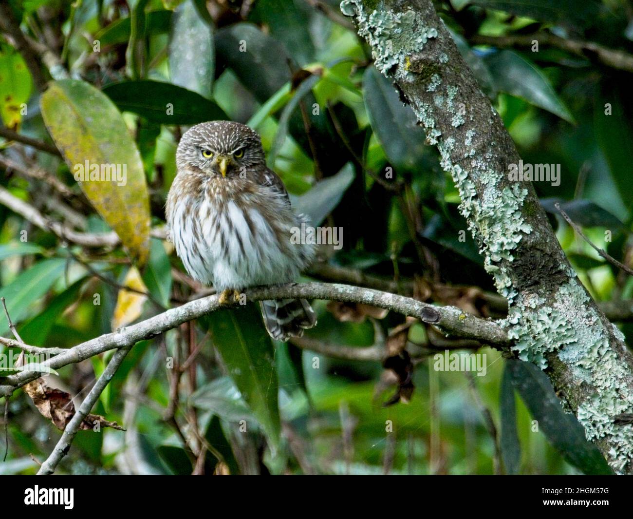 Primo piano di gufo pygmy andino (Glaucidium jardinii) nascosto in albero guardando direttamente la fotocamera a Vilcabamba, Ecuador. Foto Stock