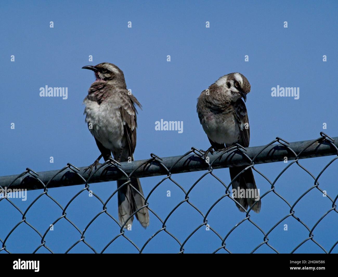Primo piano di due Mockingbirds a coda lunga (Mimus longicaudatus) arroccato su filo recinzione contro sfondo blu Vilcabamba Ecuador. Foto Stock