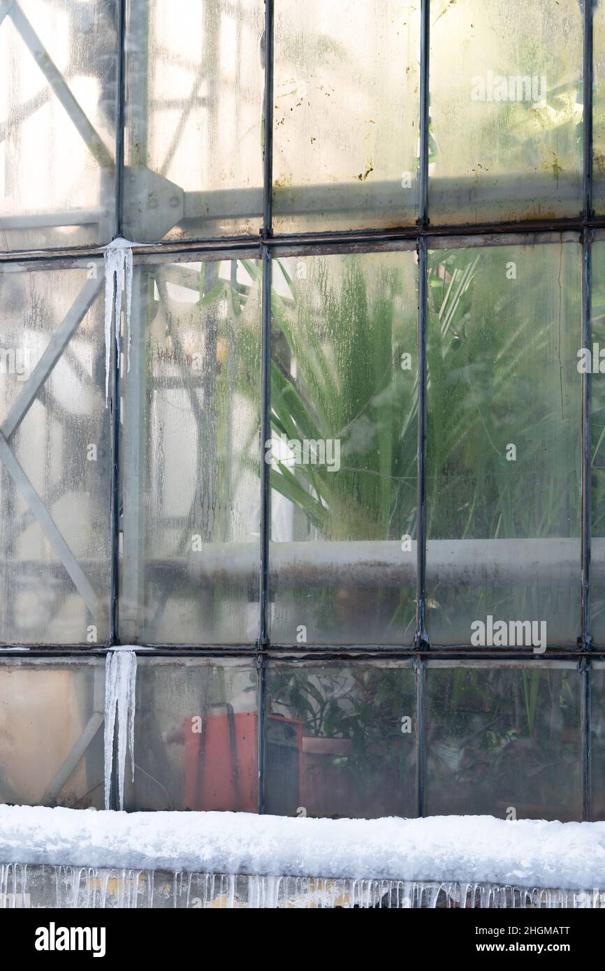 Palme tropicali che crescono all'interno di una vecchia serra in inverno, si può ammirare il muro di vetro pensato ricoperto di ghiaccio Foto Stock