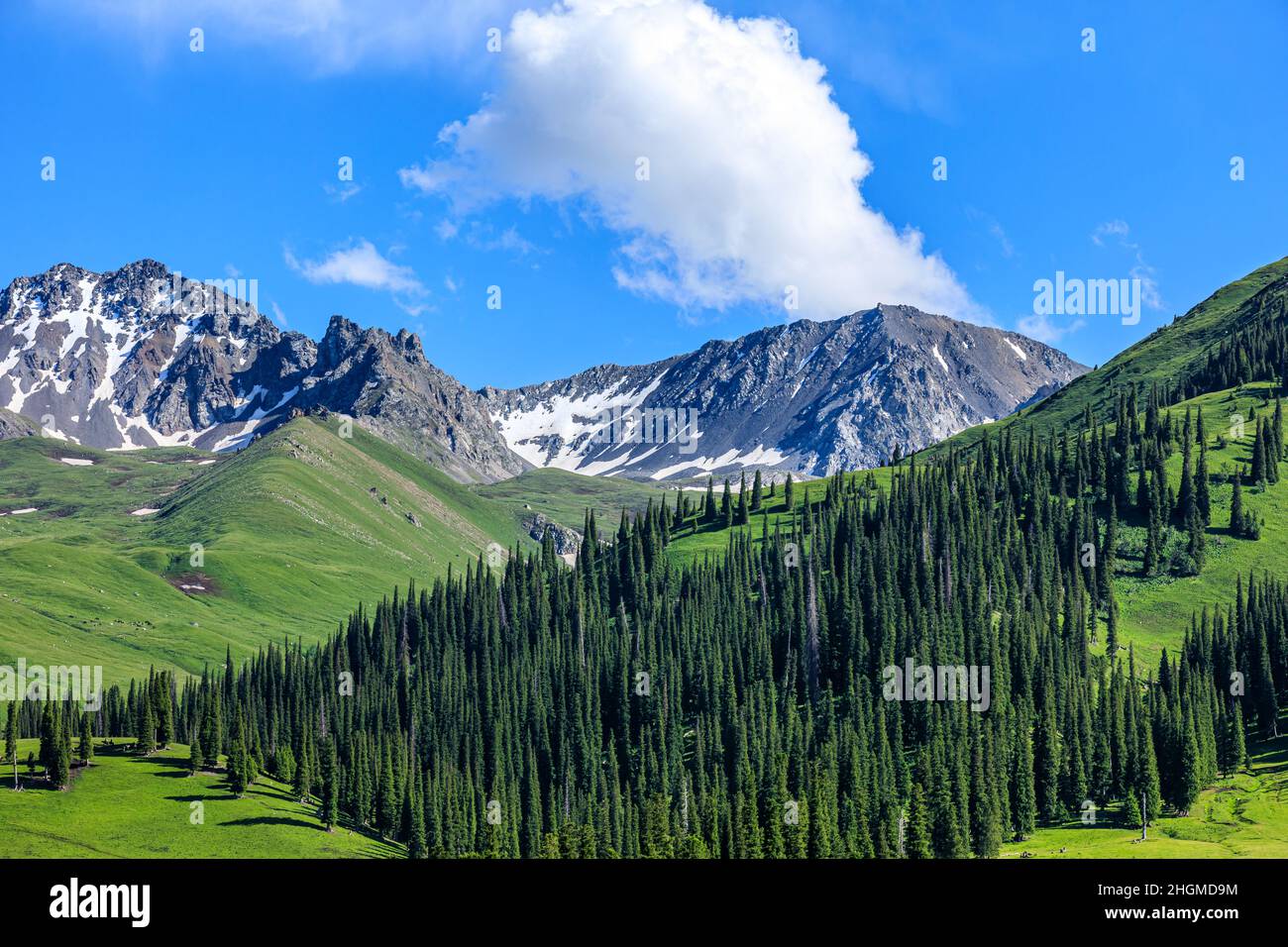 Belle montagne e verde erba con foresta Foto Stock