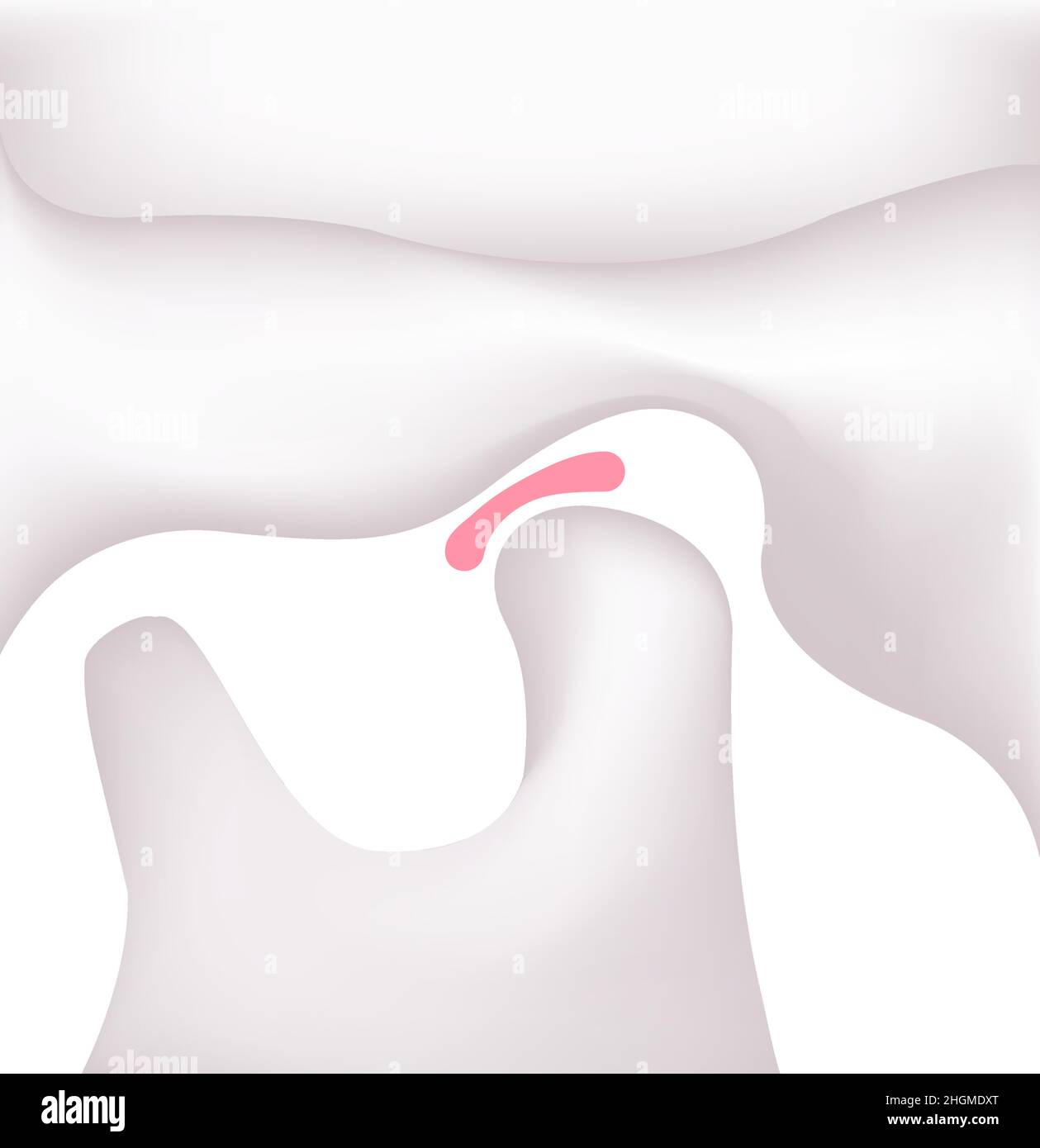 Illustrazione strutturale della mandibola dell'uomo (chiusa ) Illustrazione Vettoriale