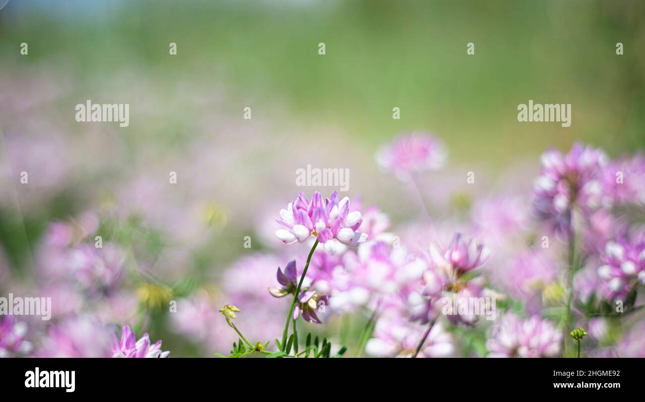 Sfondi floreali. Trifoglio lilla in un prato verde. Scheda. Invito. Foto Stock