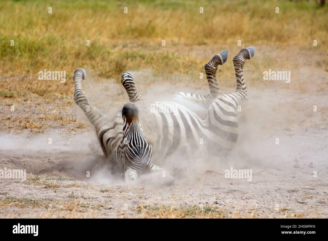 Una pianura zebra (Equus burchelli) laminazione in polvere, Amboseli National Park, Kenya Foto Stock