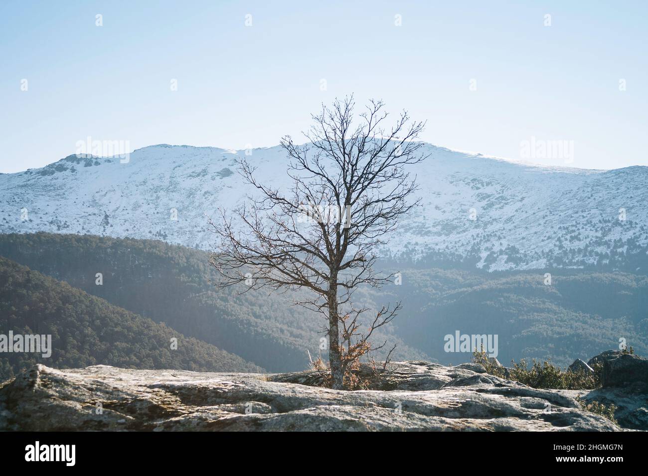 Albero solitario e picco di Peñalara nel Parco Nazionale della Sierra de Guadarrama, Segovia e Madrid Foto Stock