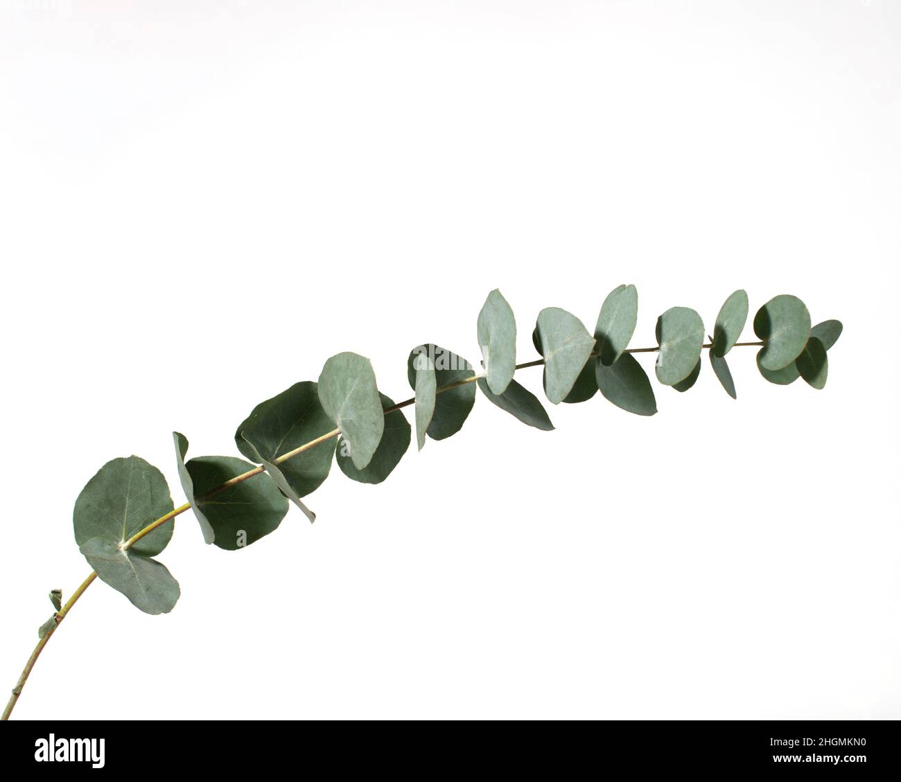 Ramo verde di eucalipto isolato su sfondo bianco. Foto Stock