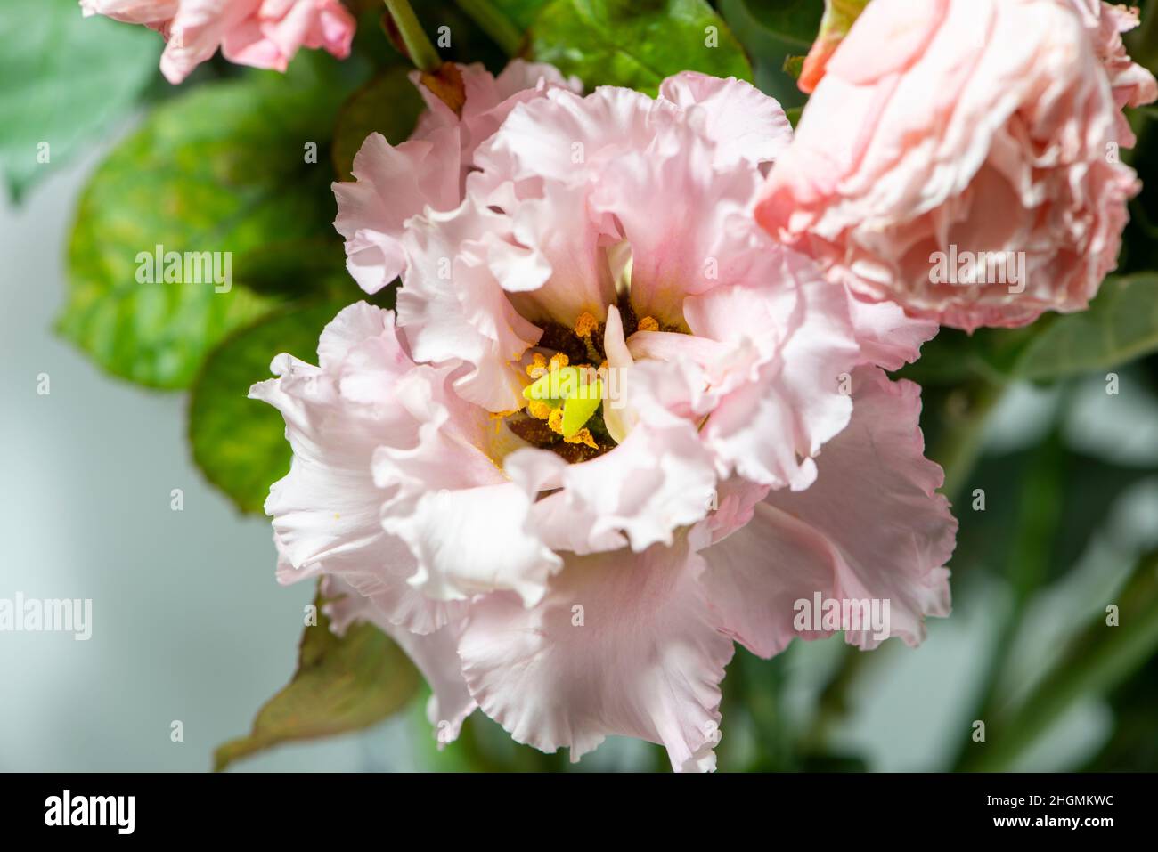 Fiore di Eustoma rosa pallido in un bouquet. Foto Stock