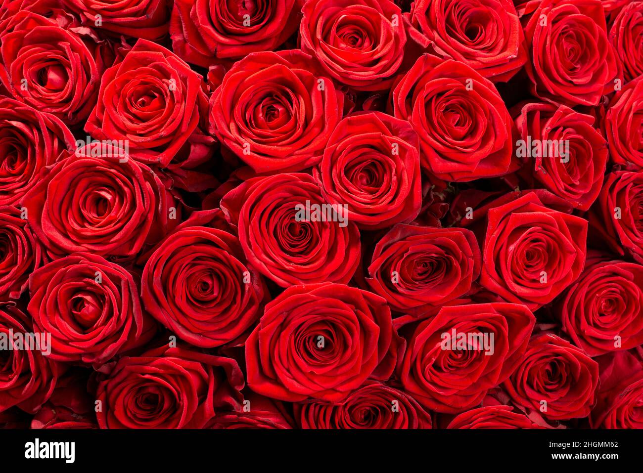 Grande gruppo di rose rosse scure da vicino. Foto Stock