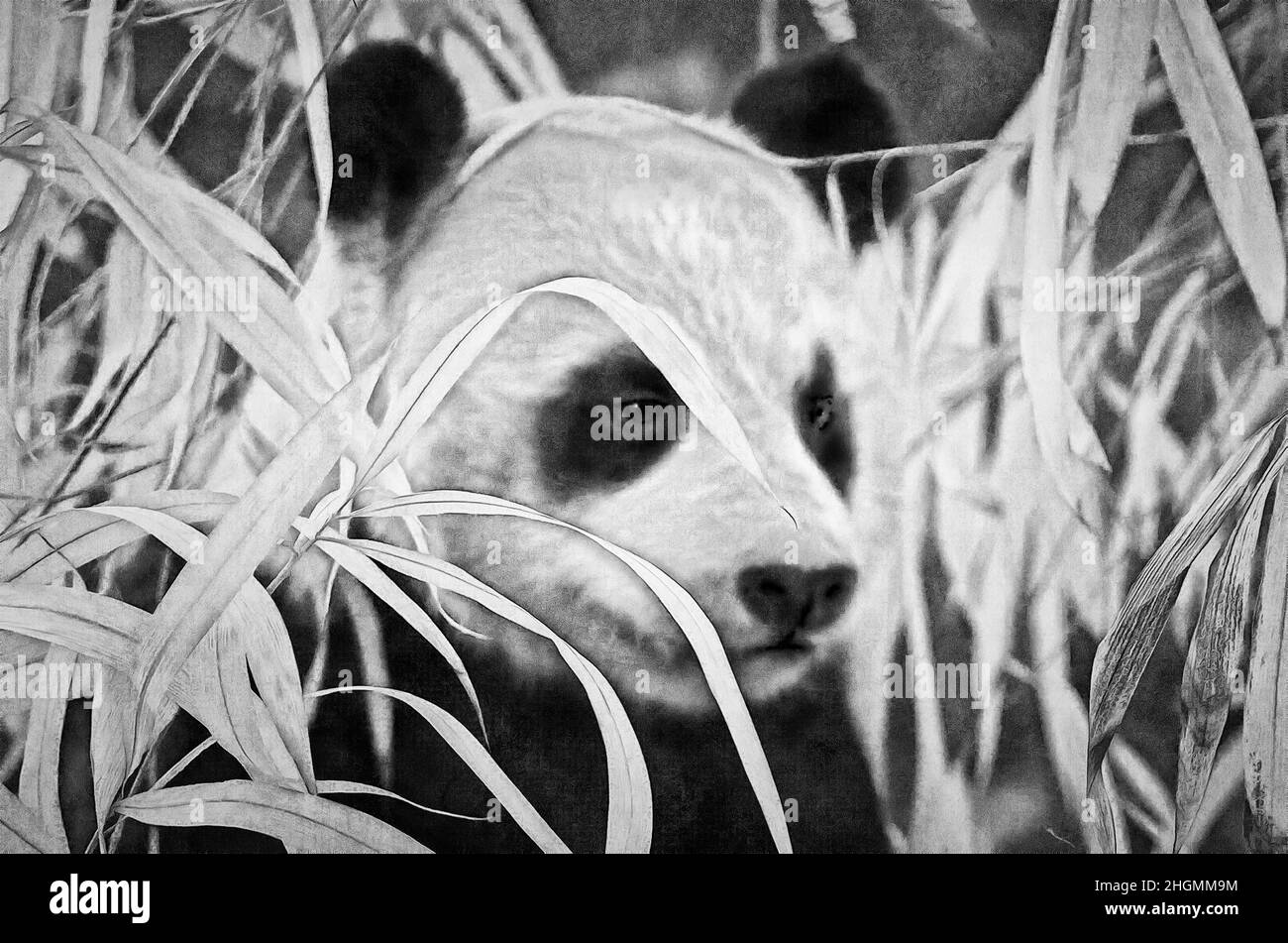 Illustrazioni panda gigante, Ailuropoda melanoleuca Foto Stock