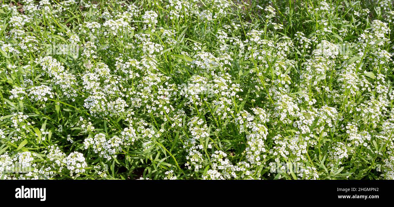 Alyssum maritimum fiore. alyssum dolce o fiori alison dolce. Fiori come sfondi. Design paesaggistico. Foto Stock