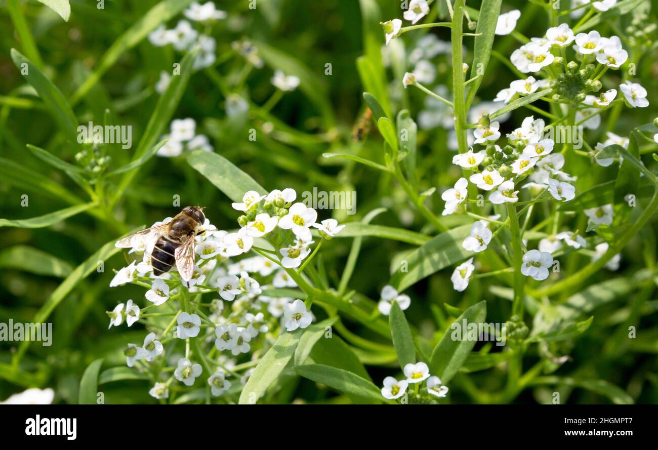 Alyssum maritimum fiore. alyssum dolce o fiori alison dolce. Fiori come sfondi. Design paesaggistico. Foto Stock