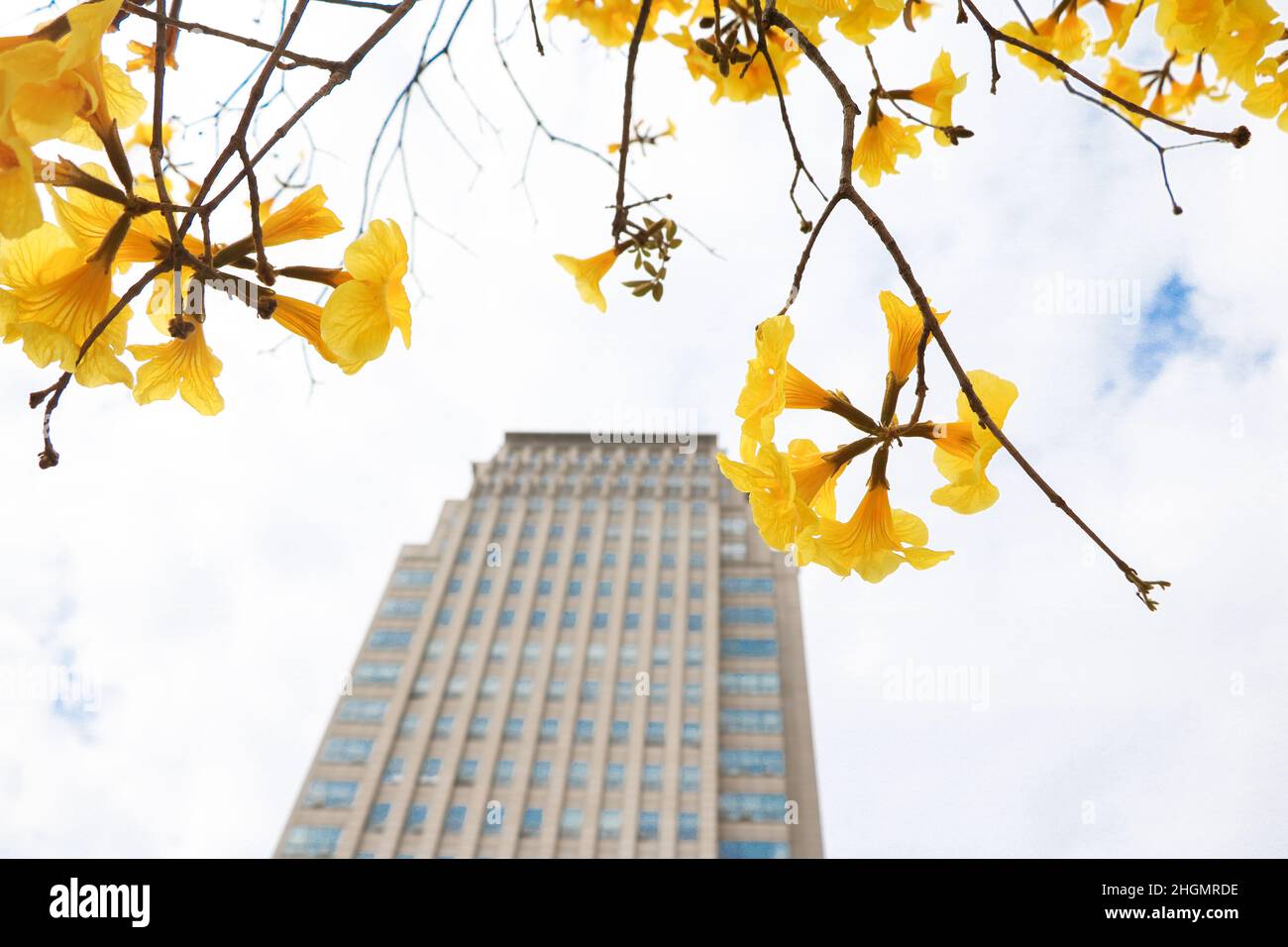 Splendido albero di tromba dorato ( Tabebuia chrysantha, Handroanthus chrysanthus, Golden Tree, Yellow Pui ) che fiorisce in primavera, zhongsha, Guangdong, Chin Foto Stock