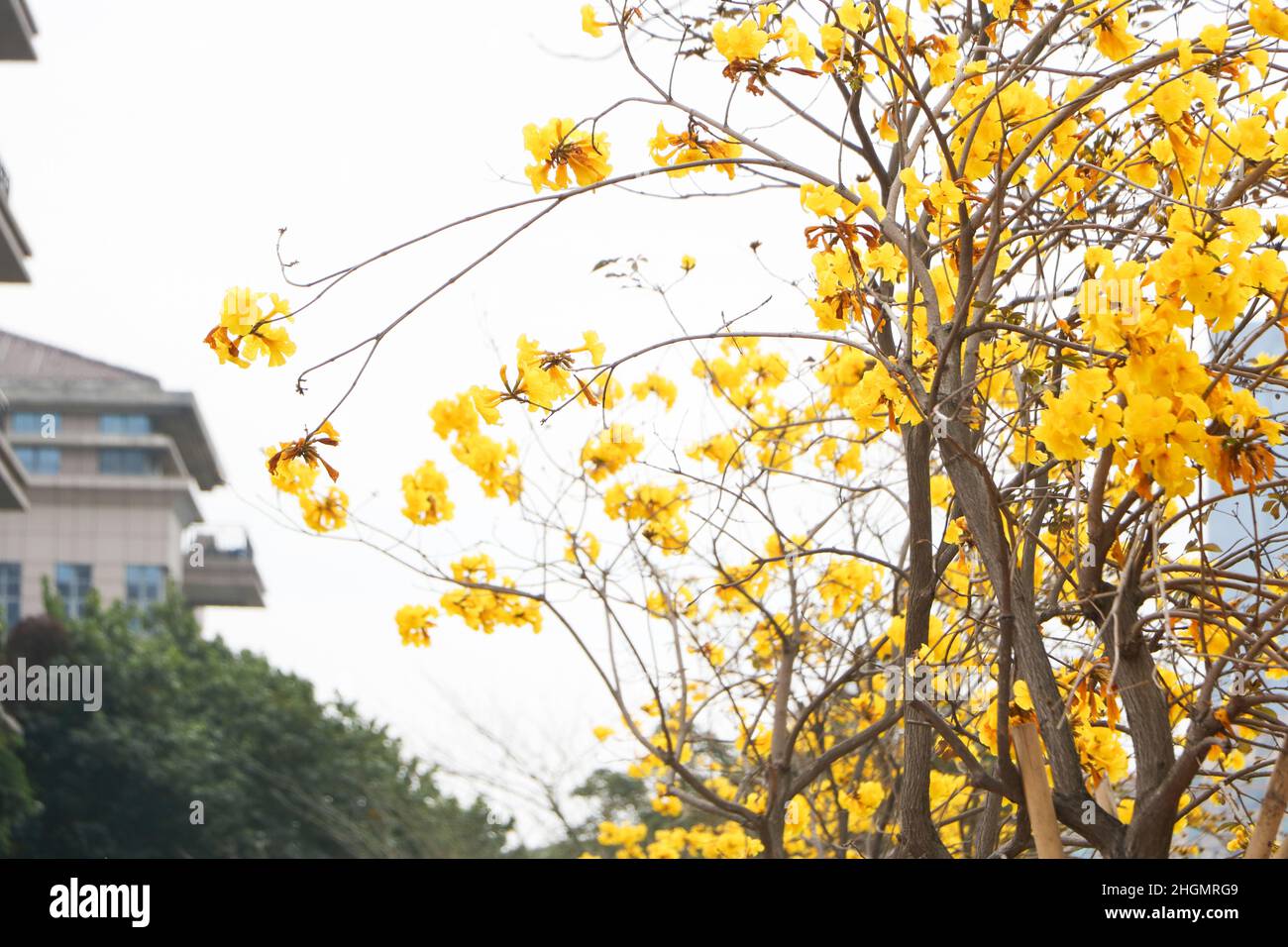 Splendido albero di tromba dorato ( Tabebuia chrysantha, Handroanthus chrysanthus, Golden Tree, Yellow Pui ) che fiorisce in primavera, zhongsha, Guangdong, Chin Foto Stock