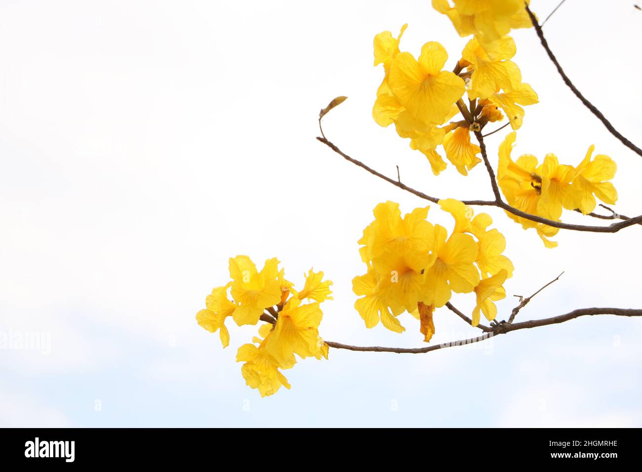 Splendido albero di tromba dorato ( Tabebuia chrysantha, Handroanthus chrysanthus, Golden Tree, Yellow Pui ) che fiorisce in primavera, zhongsha, Guangdong, Chin Foto Stock