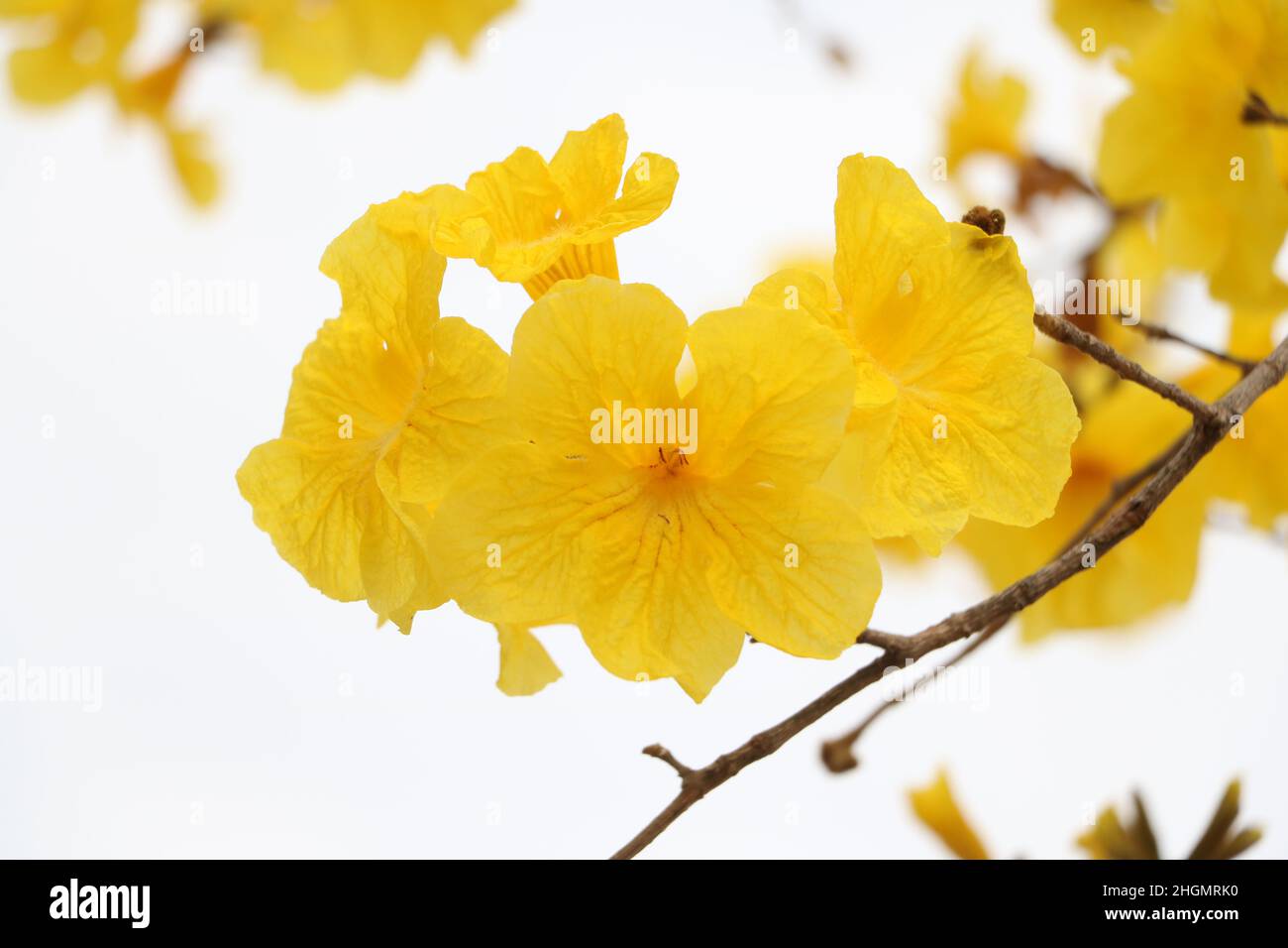 Splendido albero di tromba dorato ( Tabebuia chrysantha, Handroanthus chrysanthus, Golden Tree, Yellow Pui ) che fiorisce in primavera, zhongsha, Guangdong, Chin Foto Stock