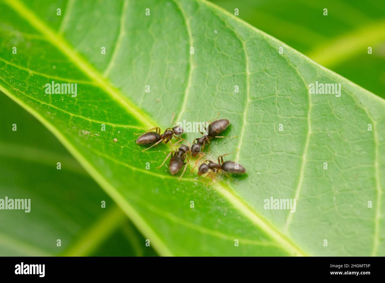Formiche del giardino nero sulla foglia di mango che si nutrono sull'uovo di insetto. Messa a fuoco selettiva utilizzata. Foto Stock
