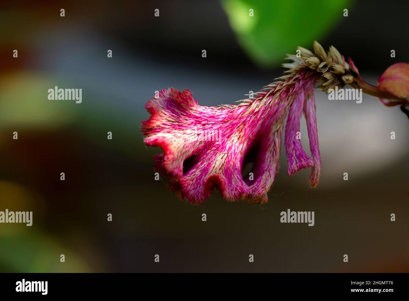 Bellissimo fiore rosa vellutato con luce solare. Messa a fuoco selettiva utilizzata. Foto Stock