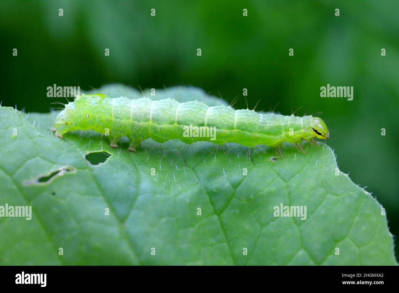 L'argento Y (Autografa gamma) Caterpillar su una foglia danneggiata di rafano. Le brughiere di questa falce di owlet sono parassiti più di 200 specie di piante. Foto Stock