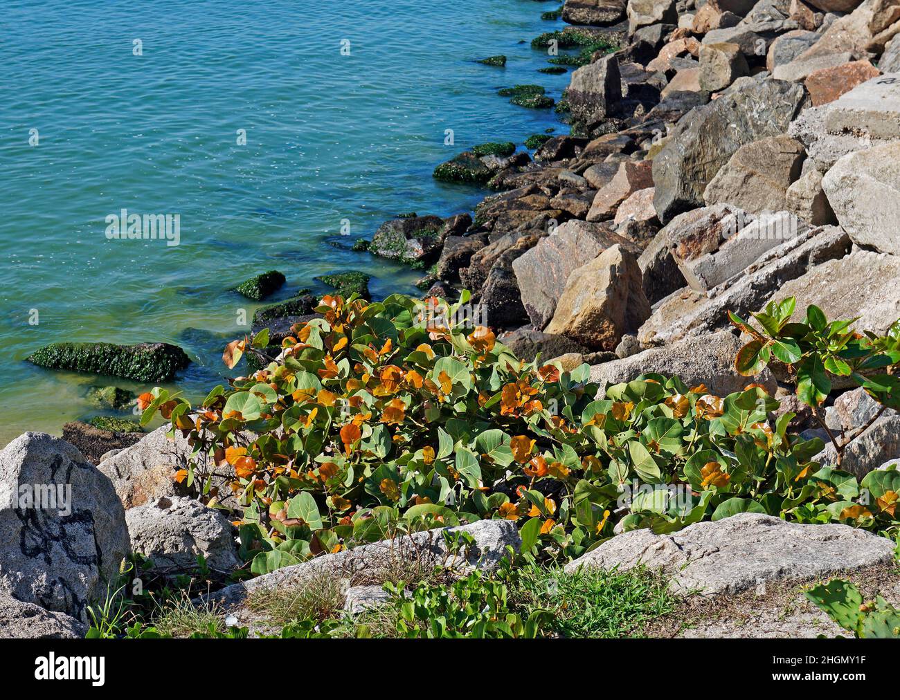 Vegetazione costiera, barra da Tijuca, Rio Foto Stock