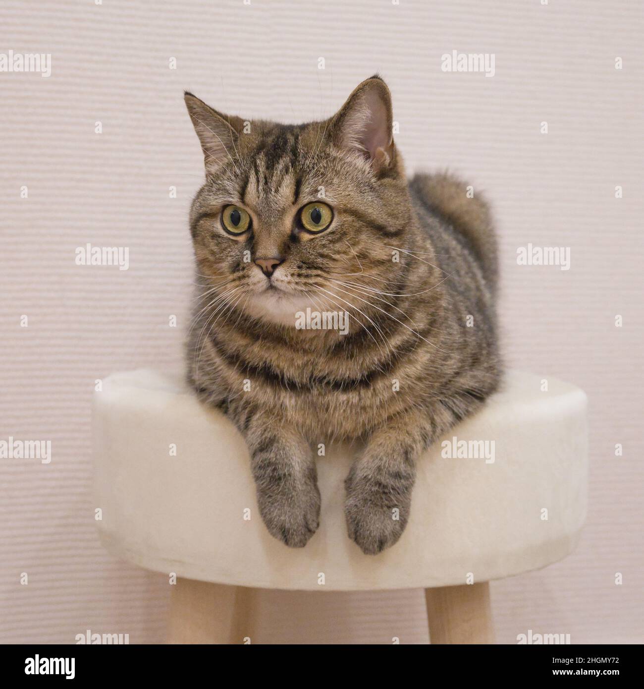 Carino gatto grigio giace su un morbido ottomano con zampe appese Foto Stock