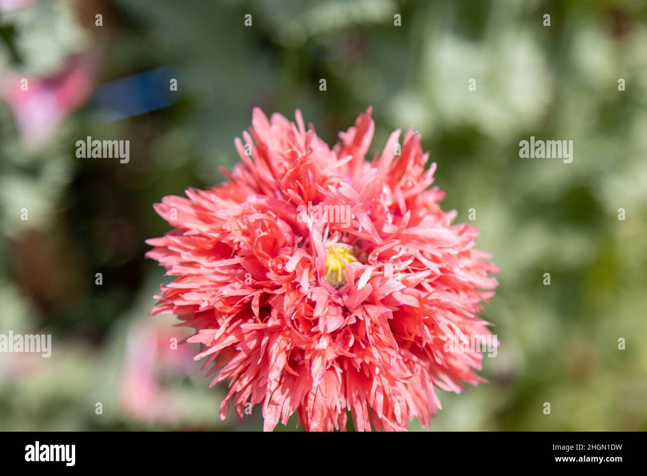 Papavero frangiato rosso, Papaver lacinatum (Chrimson Feathers) e il suo bel fiore rosa. Foto Stock