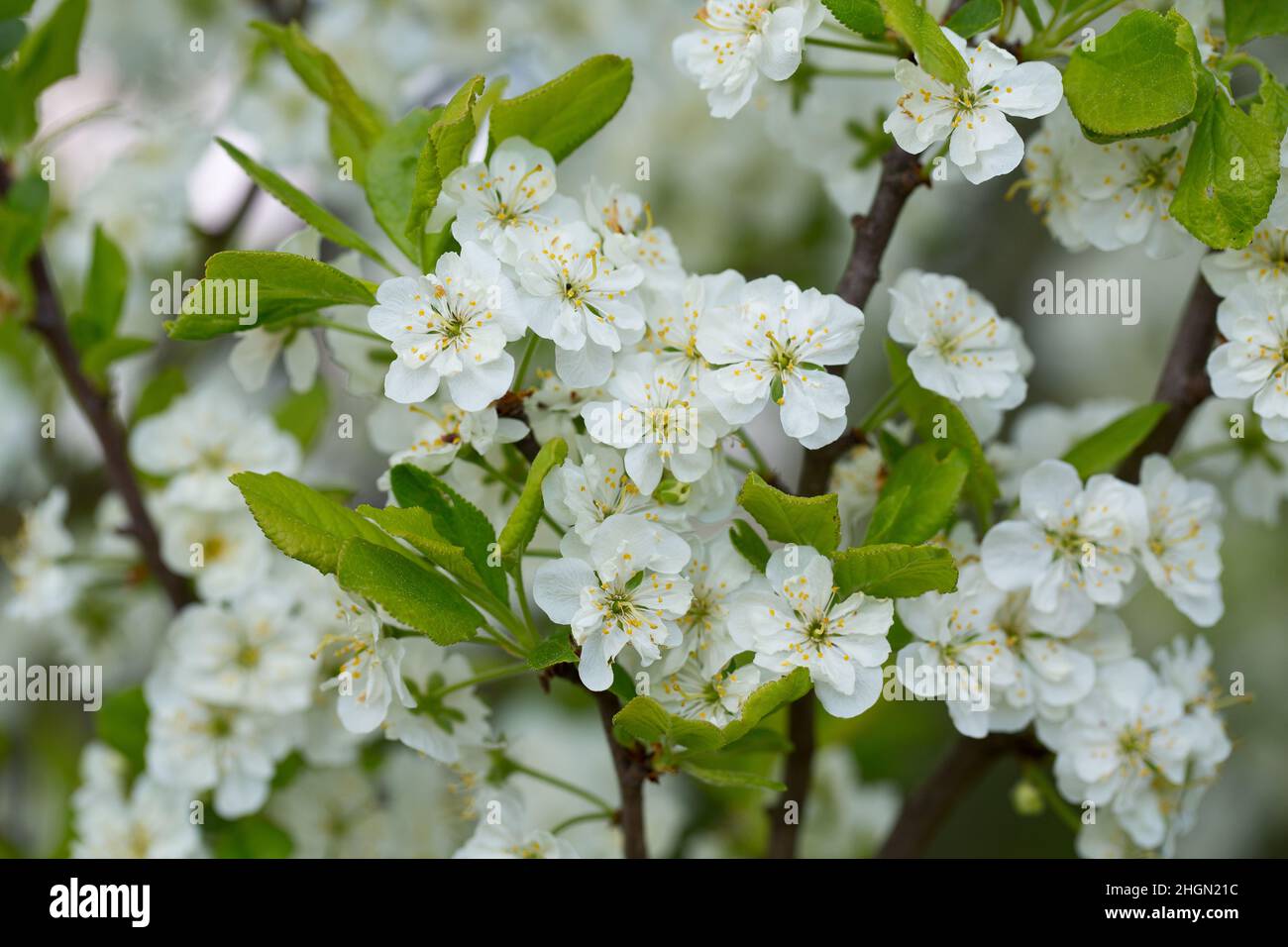 fiori di primavera Foto Stock