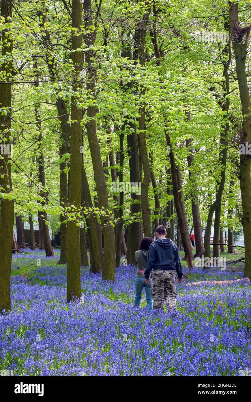 Regno Unito, Inghilterra, Hertfordshire. La gente cammina su un sentiero attraverso i boschi di campane tra gli alberi di faggio. Foto Stock
