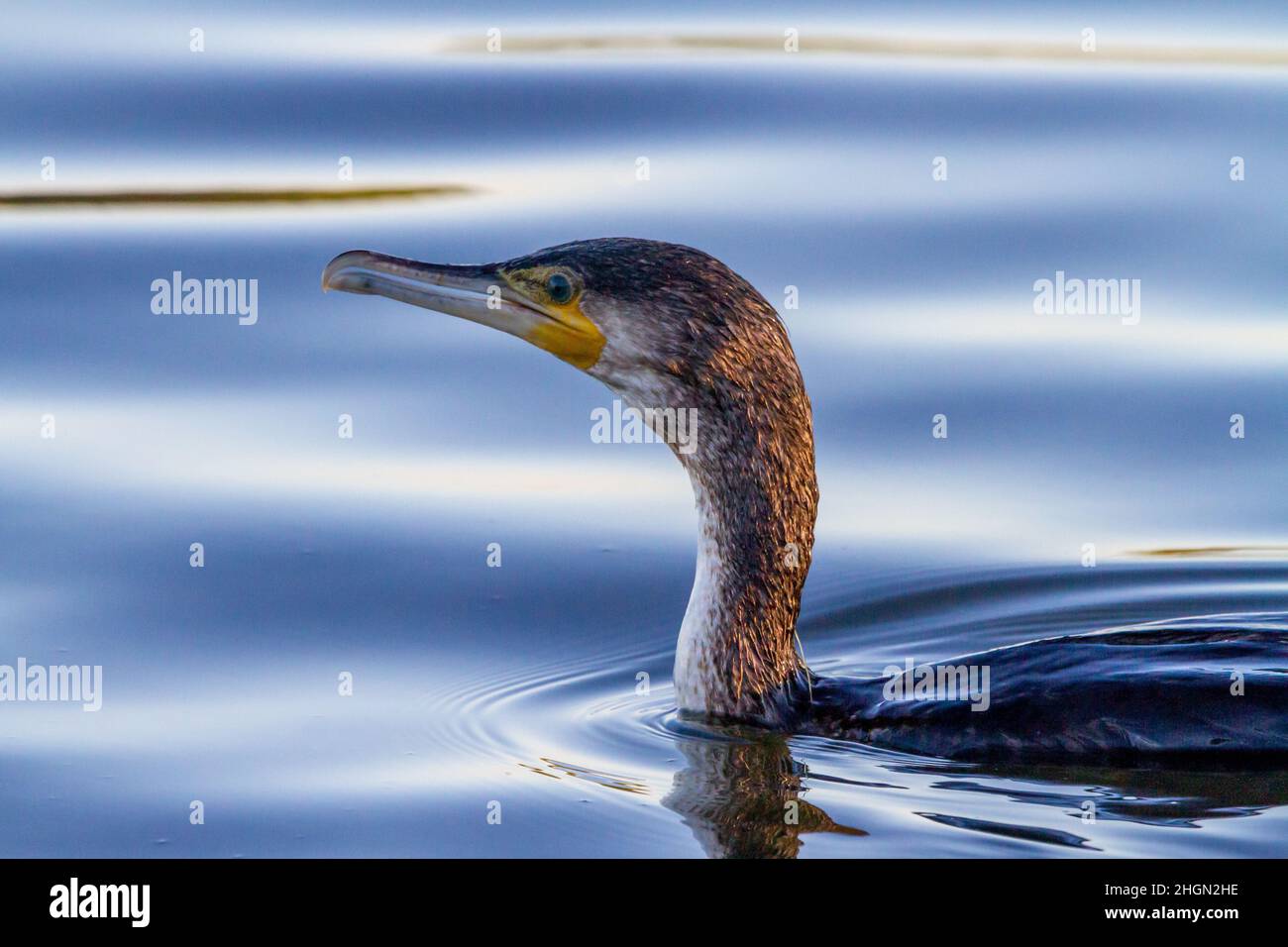 Grande cormorano (Phalacrocorax carbo) nel lago Albufera di Valencia in una pausa per respirare mentre pescano Foto Stock