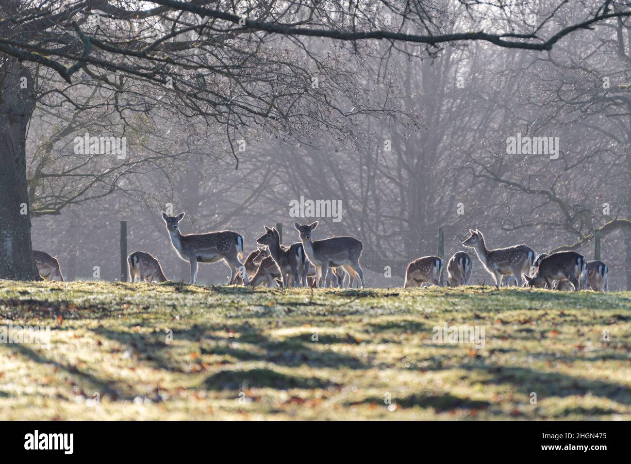 Mandria di cervo (Dama dama) presso la tenuta di campagna di Hackwood Park vicino Basingstoke, Hampshire, Inghilterra, Regno Unito, durante l'inverno Foto Stock