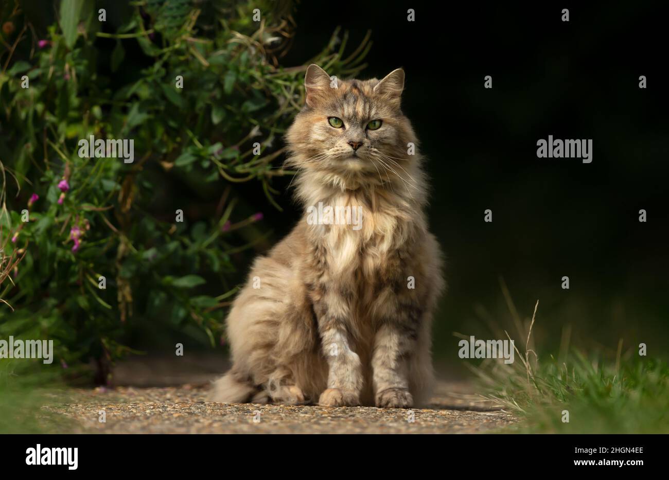 Primo piano di un gatto domestico a capelli lunghi all'aperto in estate, Regno Unito. Foto Stock