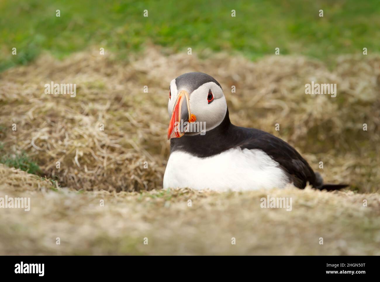 Primo piano di un puffin Atlantico (Fratercola arctica) in un burrow, isola di Noss, isole Shetland. Foto Stock