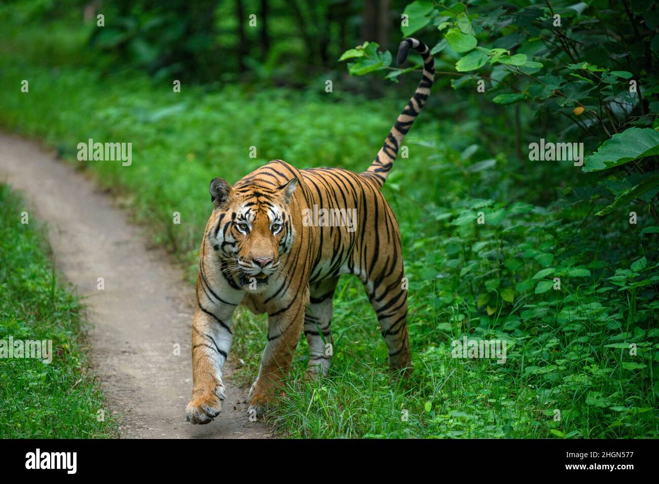 Una tigre maschile piena di coltivazione cammina nella foresta monsonica verde del Parco Nazionale di Pench, la gamma Khursapar, Madhya Pradesh Foto Stock