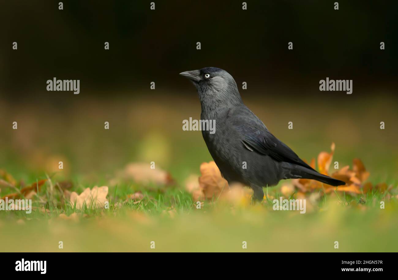 Primo piano di un Jackdaw sull'erba in autunno, Regno Unito. Foto Stock