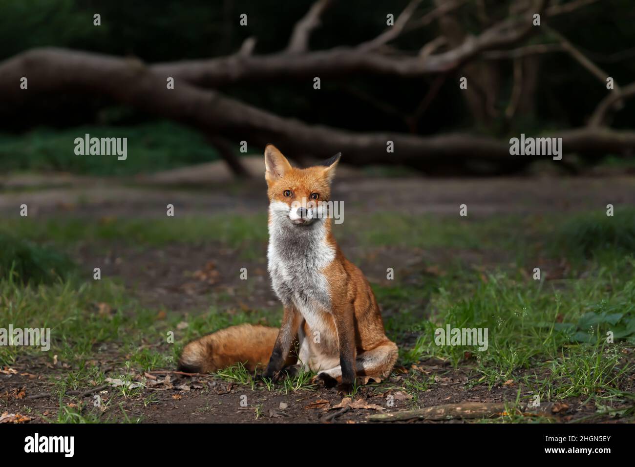 Primo piano di una volpe rossa (Vulpes vulpes) seduta nella foresta, Regno Unito. Foto Stock