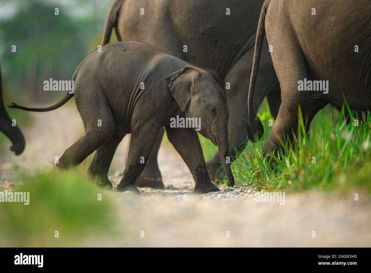Elephant vitello che attraversa un sentiero con una mandria al Manas National Park, Assam, India Foto Stock