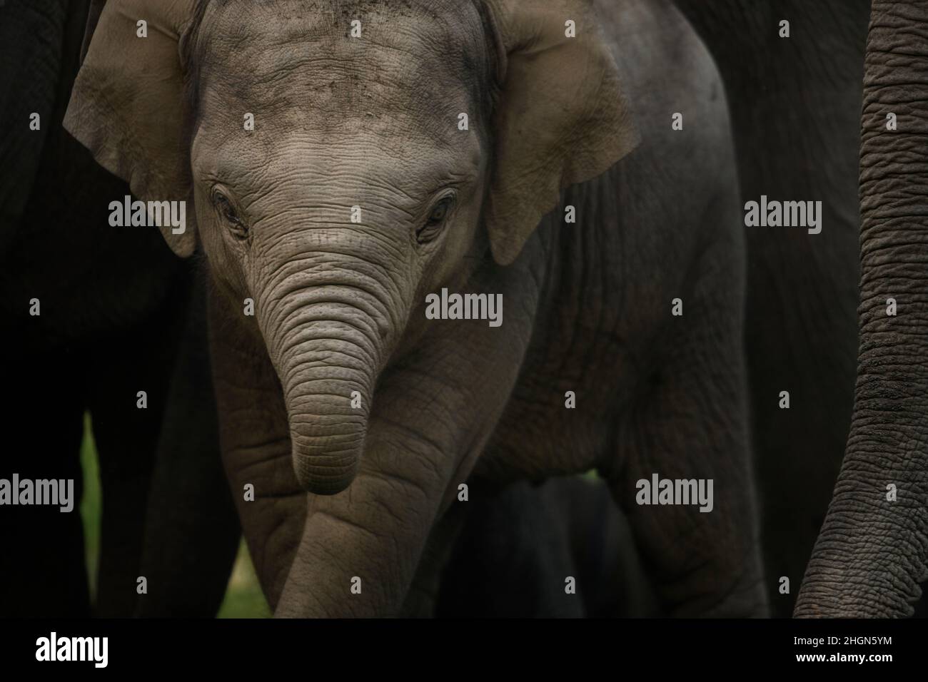 Primo piano di un polpaccio di elefante con un tronco arricciato Foto Stock