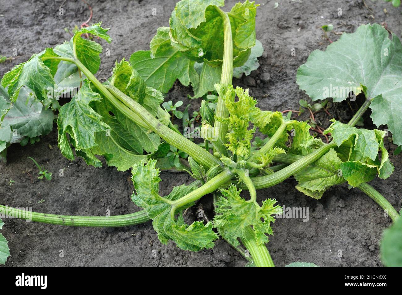 virus del mosaico che cresce su zucchine vegetali nell'orto, diversi stadi di vegetazione, primo piano Foto Stock
