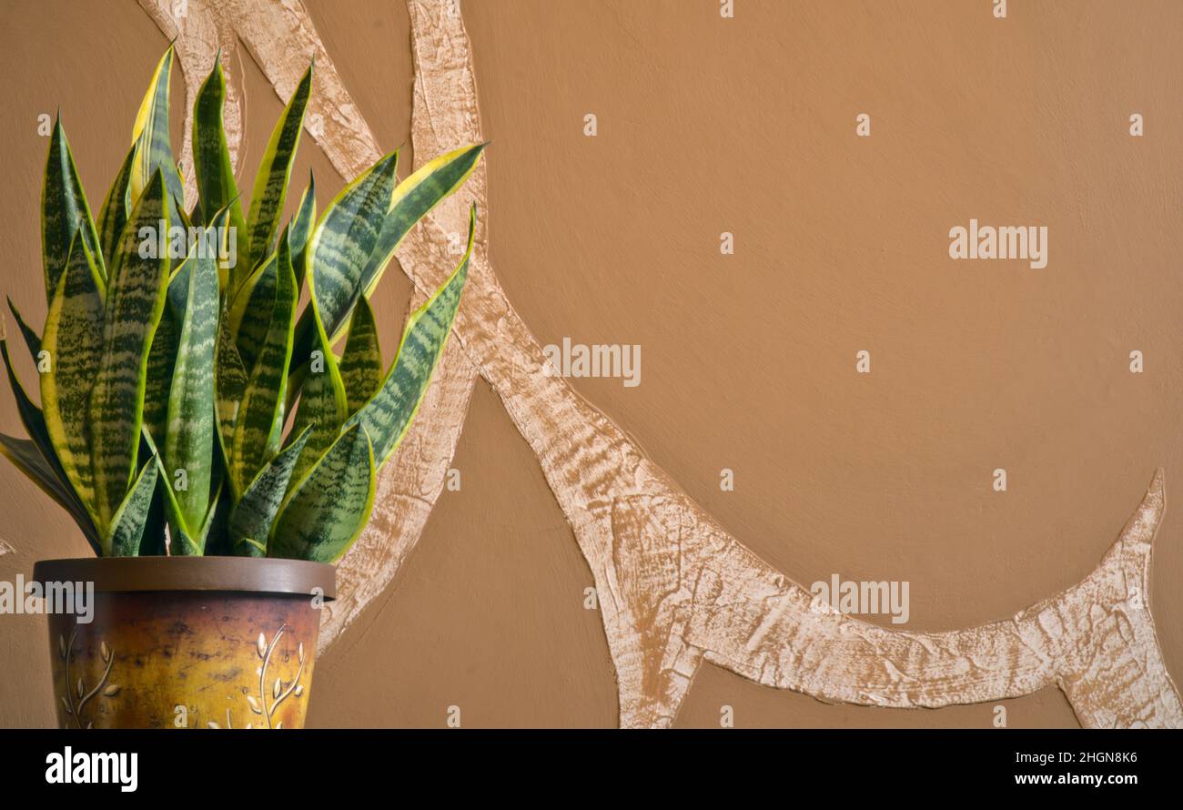 Pianta del serpente in una pentola, lingua della suocera, spada di San sansevieria