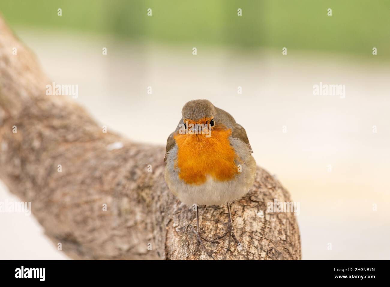 Il pettirosso o melograno Nightingale è una specie di uccello della famiglia dei Psaccini. Erithacus rubecula Foto Stock Il pettirosso o melograno Nightingale è una specie di uccello della famiglia dei Psaccini. Erithacus rubecula Foto Stock