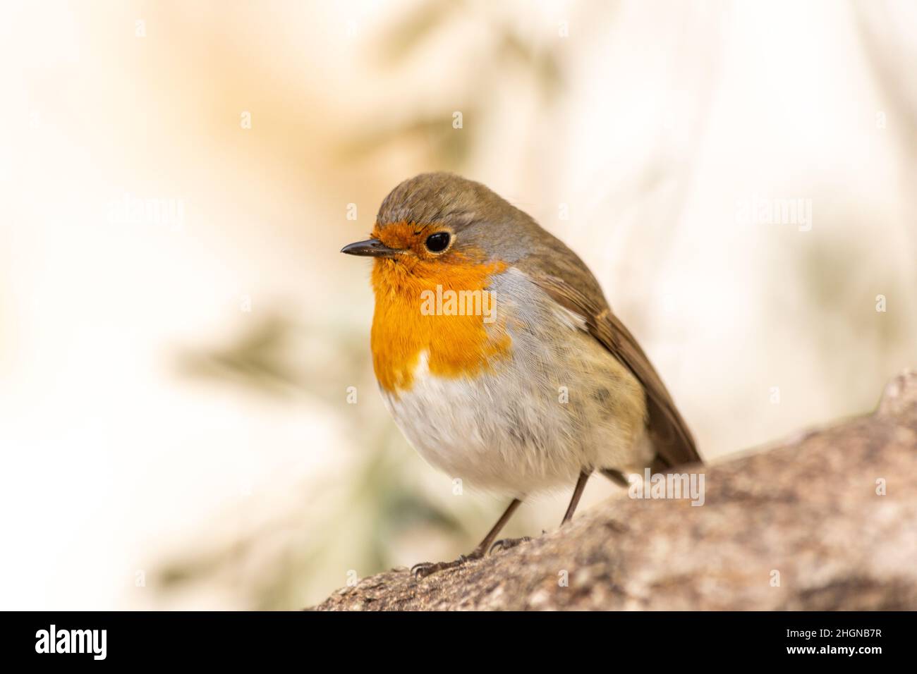 Il pettirosso o melograno Nightingale è una specie di uccello della famiglia dei Psaccini. Erithacus rubecula Foto Stock