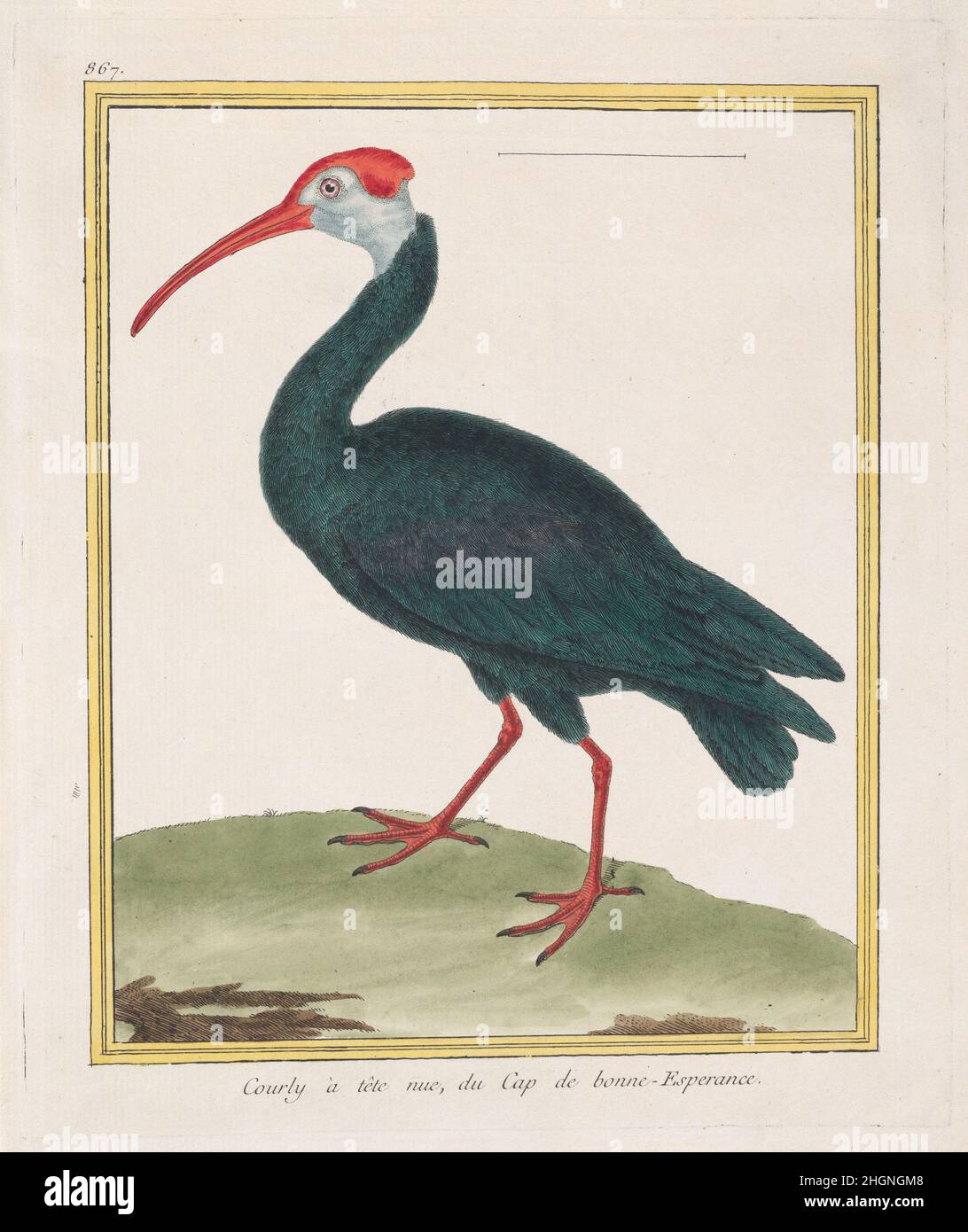 Courly à tête nu, du Cap de bonne Esperance (Bald Ibis del Capo di buona speranza) 1770–86 Francois Nicolas Martinet questa immagine a mano è stata prodotta da 'Histoire Naturelle Des Oiseaux', un famoso insieme di volumi edito da Georges Louis Leclerc, le comte de Buffon (1707-1788), Intardant du Jardin des Plantes du Roi (testa dei giardini botanici reali) sotto Luigi XV Inizialmente il progetto è stato concepito come parte della ricca storia naturale del mondo di Buffon, "Histoire Naturelle, Générale et Particolière", iniziata nel 1749. Come pubblicato con le lastre colorate a mano incise da Martinet, il set becam Foto Stock