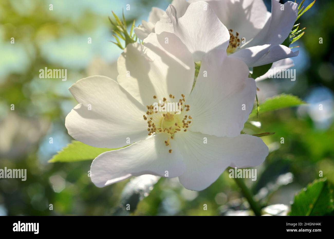 Bella rosa bianca selvaggia al sole del mattino Foto Stock
