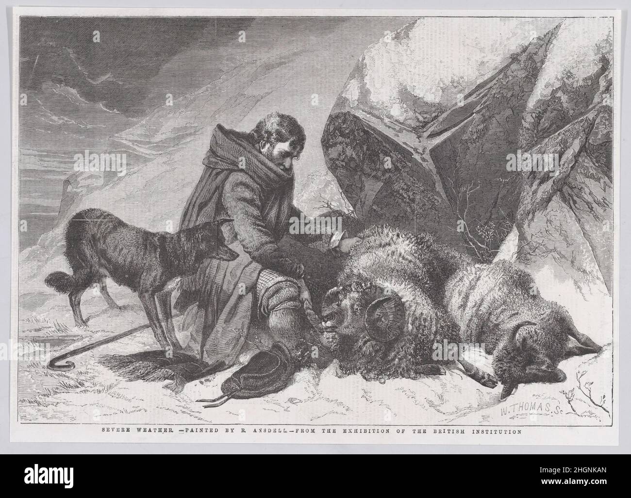 Severe Weather, da 'Illustrated London News' 22 marzo 1856 i contemporanei di William Luson Thomas Andsell ammirarono la sua capacità di dipingere animali e questa incisione in legno fu accompagnata da una revisione brillante quando il relativo lavoro fu mostrato alla British Institution di Londra nel 1856 (n. 16): 'Non c'è dubbio che il Sig. Ansdell abbia acquisito gran parte di quell'arte che lo rende così meritatamente popolare da un attento studio delle opere di Sir Edwin Landseer. Non vi è dubbio che, senza il vantaggio di un tale predecessore, sarebbe stato un grande pittore, perché guarda alla natura per ciao Foto Stock